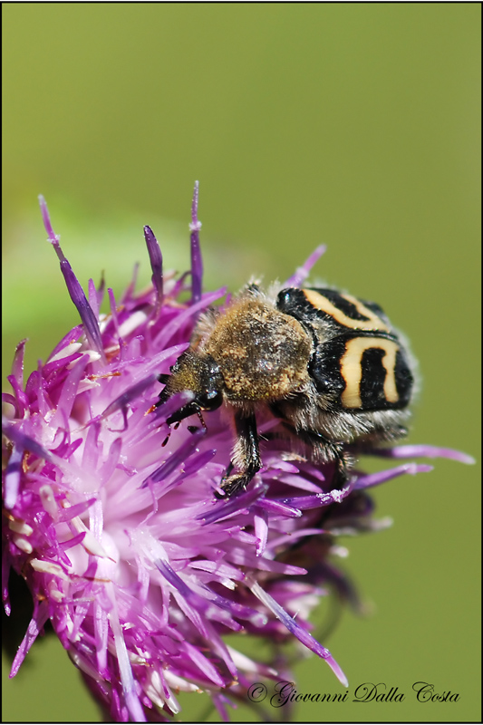 Trichius fasciatus